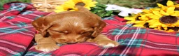 Mixed Breed dogs for sale: Posey - Irish Goldendoodle  - Ad 9