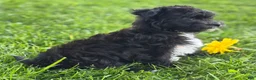 Morkie dogs for sale: Zoey - Ad 20