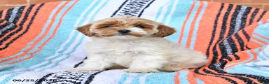 Rolo