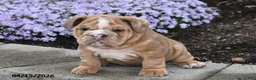 English Bulldog dogs for sale: Diesel - Ad 3