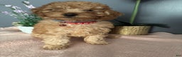 Miniature Poodle dogs for sale: Miniature Poodle Poppy - Ad 2