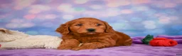 Mini Goldendoodle dogs for sale: REAGAN - Ad 6