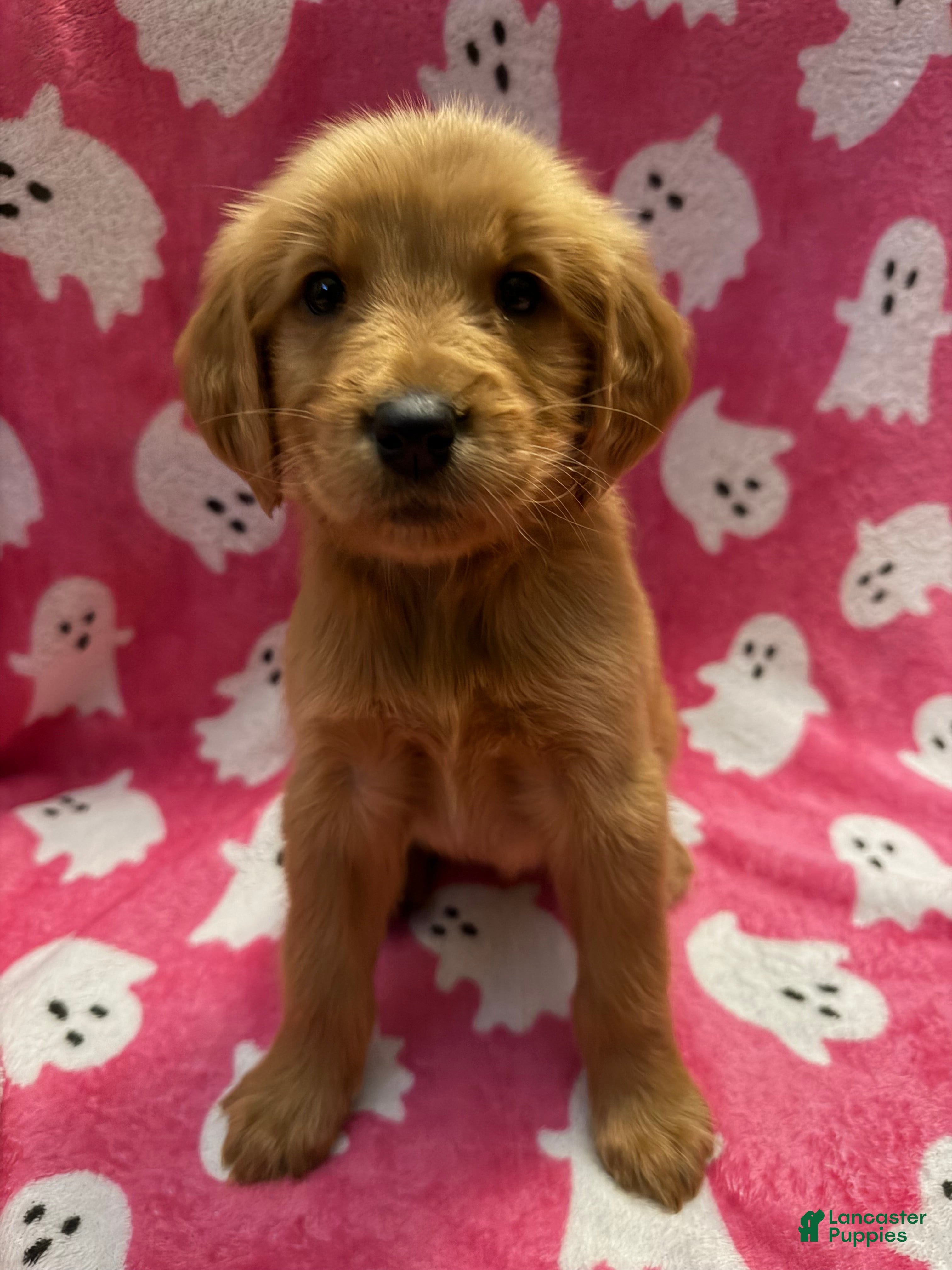 Golden Retriever dogs for sale: Sarah - Ad 5