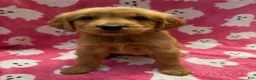 Golden Retriever dogs for sale: Sarah - Ad 1