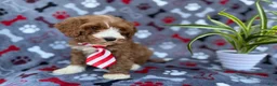Cavapoo dogs for sale: Topher - Ad 6