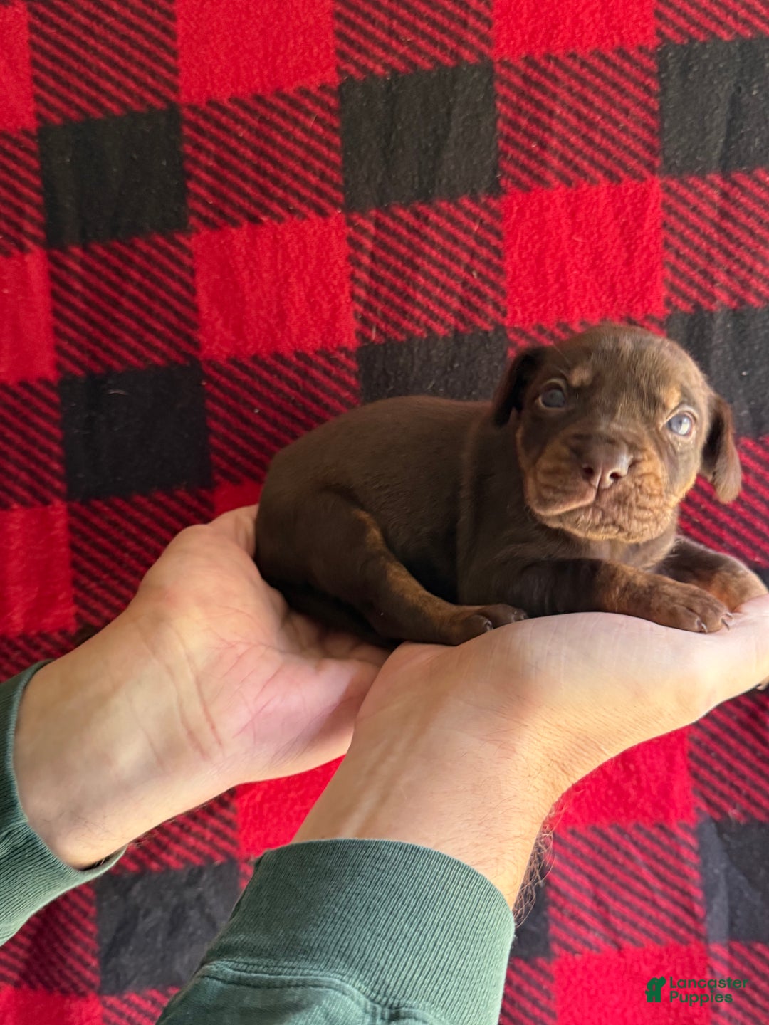 Catahoula Leopard Dog dogs for sale: Catahoula Leopard Dog Puppy 4 - Ad 2