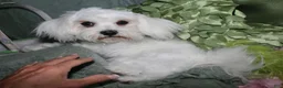 Maltese dogs for sale: Teddy - Ad 5