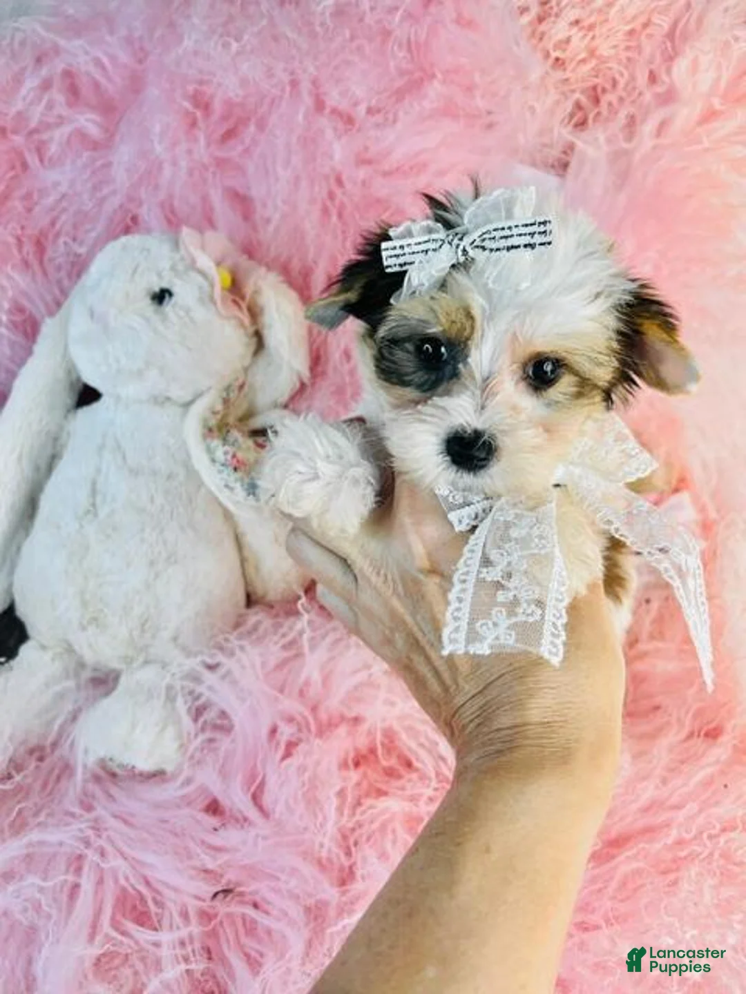 Yorkshire Terrier dogs for sale: Yorkshire Terrier 1 - Ad 1