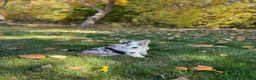 Gerberian Shepsky dogs for sale: Sprinkles  - Ad 2