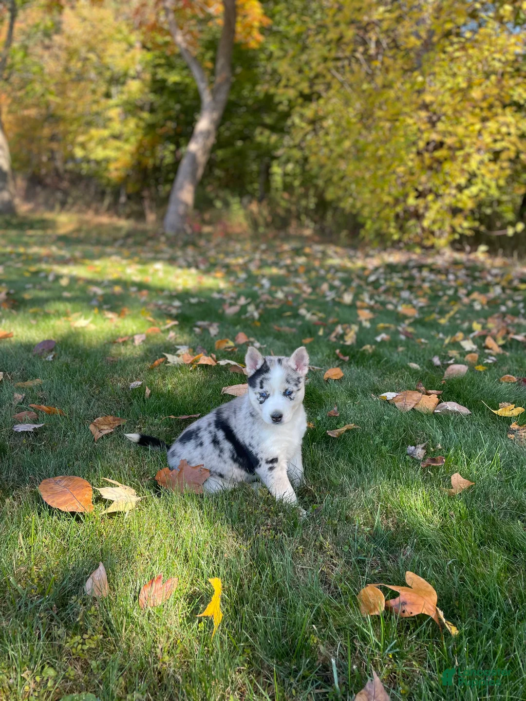 Gerberian Shepsky dogs for sale: Sprinkles  - Ad 2