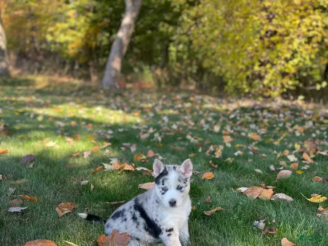 Gerberian Shepsky dogs for sale: Sprinkles - Ad 2