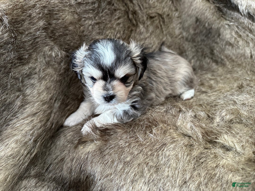 Mixed Breed dogs for sale: Ryan - Ad 4