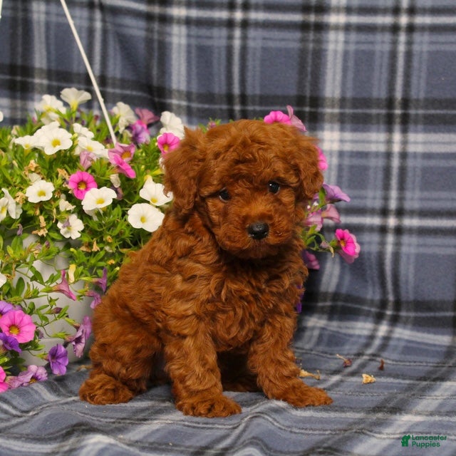 Toy Poodle dogs Xirus - Ad 1