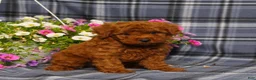 Toy Poodle dogs for sale: Xirus - Ad 1