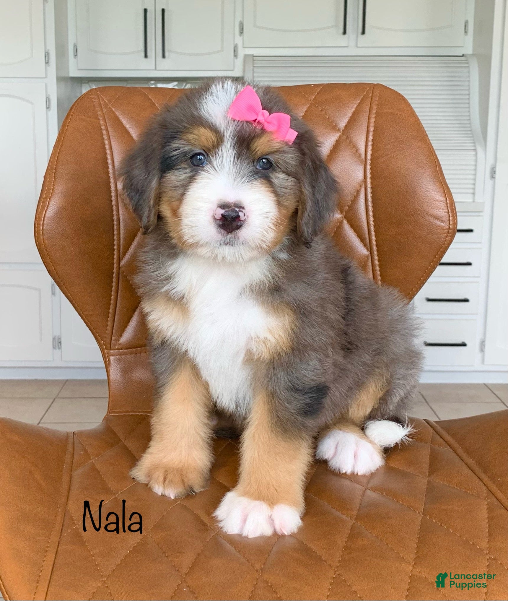 Bernedoodle dogs Nala - Ad 1