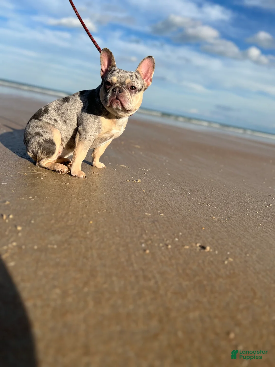 Gallery Image {{count}}