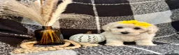 Schnoodle dogs for sale: Lola - Ad 3