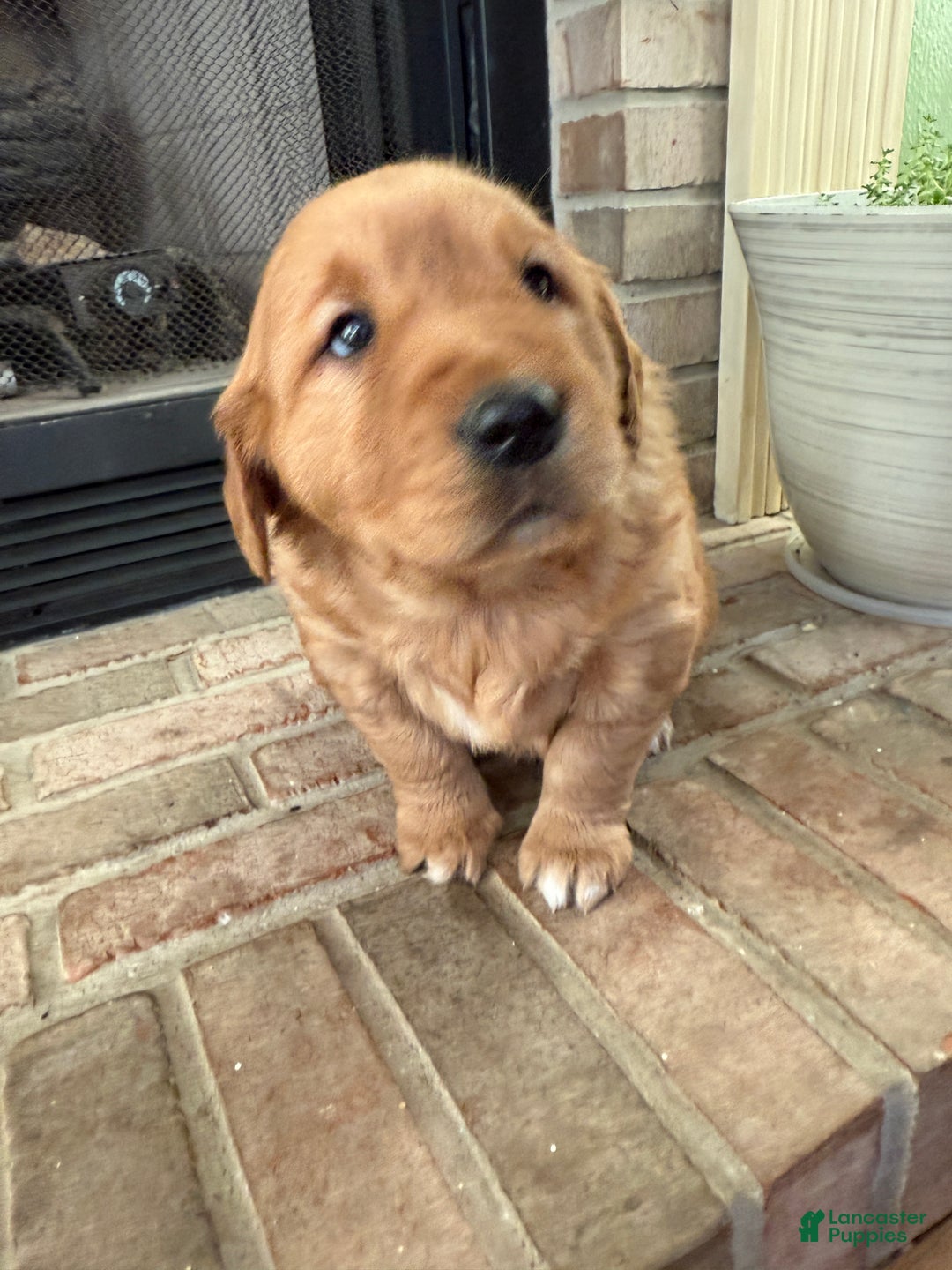 Golden Retriever dogs for sale: Summer - Ad 12