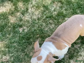 Mixed Breed dogs Staffshire terrier,American bully #5 - Ad 5