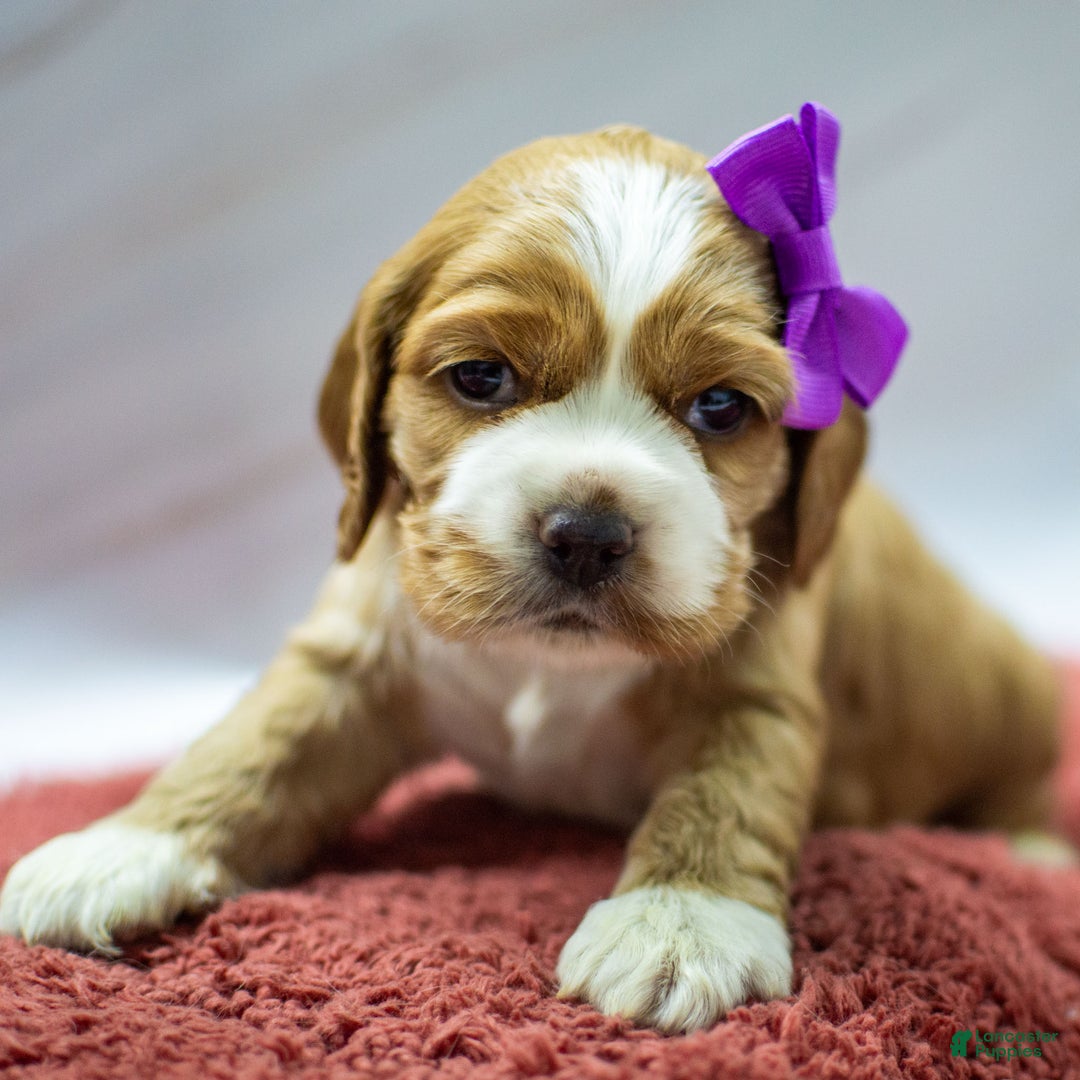 Cocker Spaniel dogs for sale: Nala - Ad 2