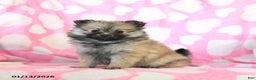 Pomeranian dogs for sale: Hilda - Ad 1