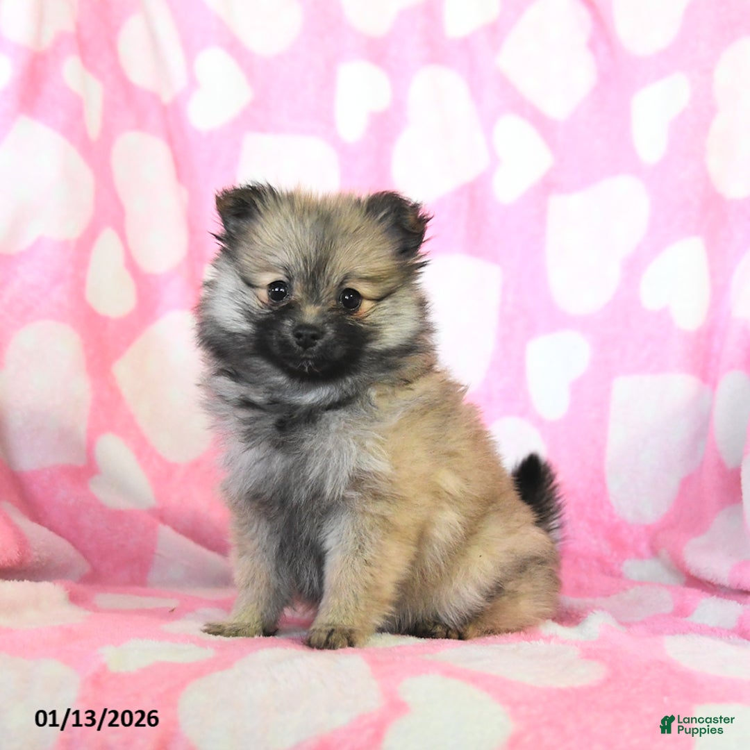 Pomeranian dogs for sale: Hilda - Ad 1