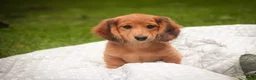 Miniature Dachshund dogs for sale: Ari Miniature Dachshund - Ad 5