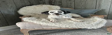 Dalmatian Puppy 1