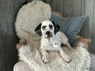 Dalmatian dogs Dalmatian Puppy 1 - Ad 34