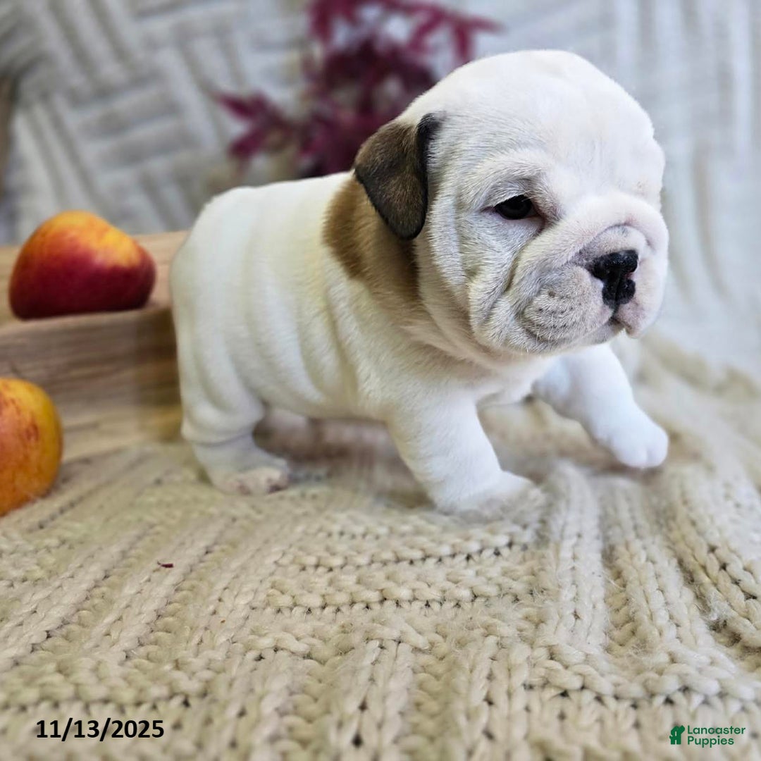 English Bulldog dogs for sale: Chowder - Ad 7