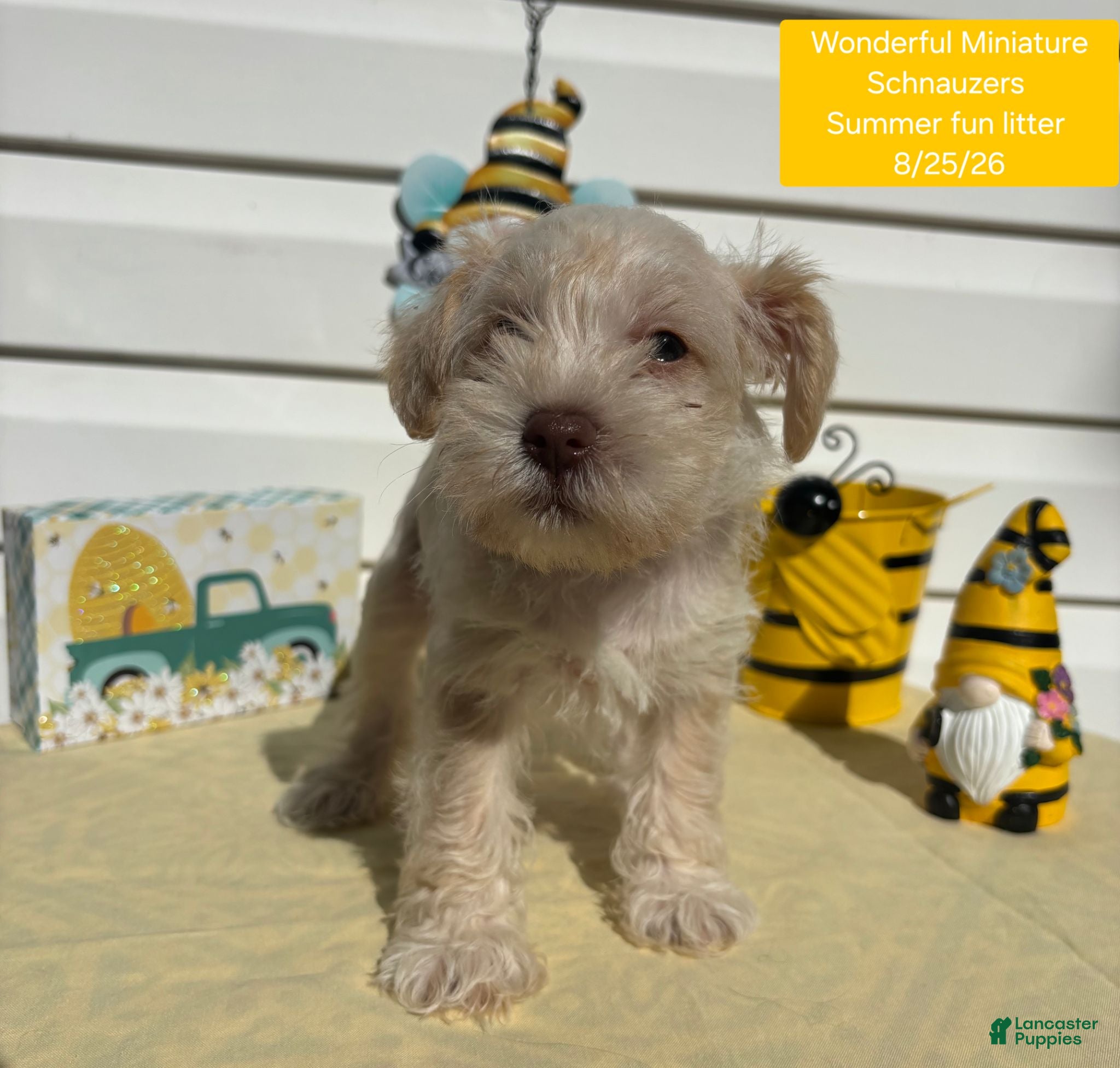 Miniature Schnauzer dogs Miniature Schnauzer 5 - Ad 2