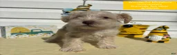 Miniature Schnauzer dogs for sale: Miniature Schnauzer 5 - Ad 2