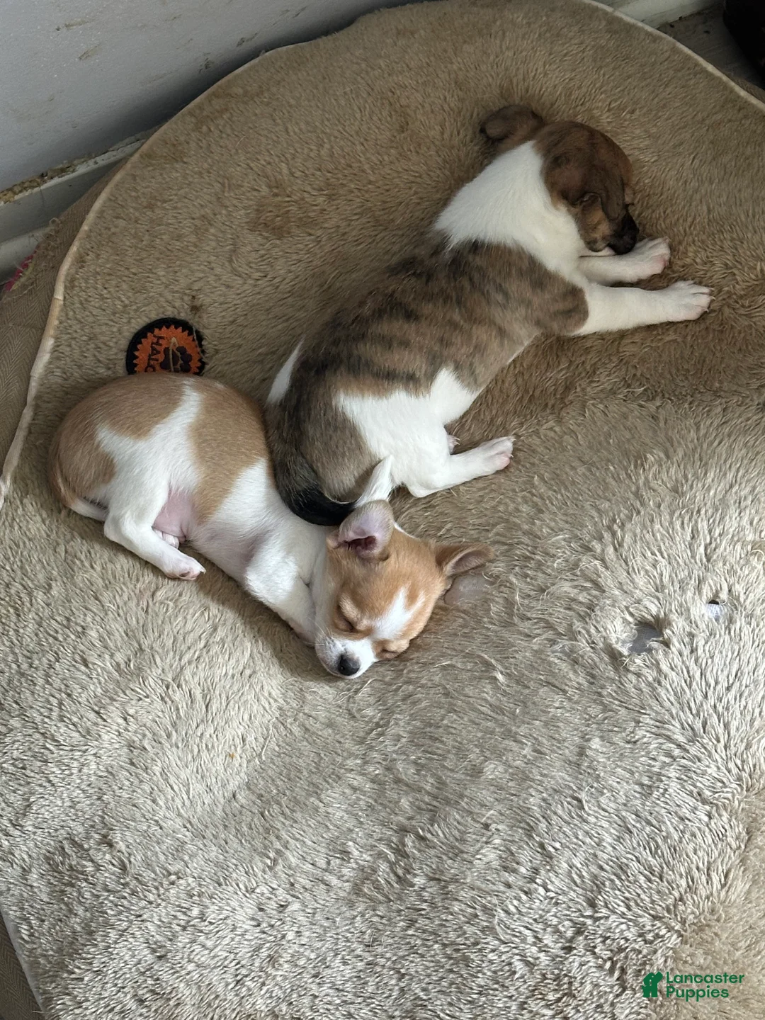 Chihuahua dogs for sale: Chihuahua Puppy 1 - Ad 3