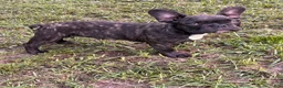 French Bulldog dogs for sale: Camo  - Ad 1