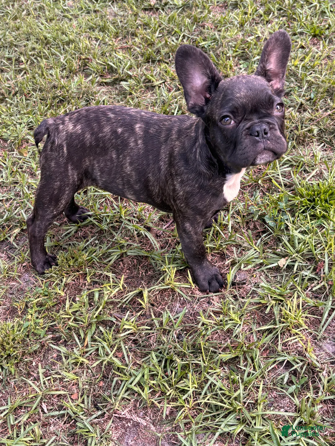 French Bulldog dogs for sale: Camo  - Ad 1