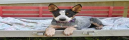 Australian Cattle Dog dogs for sale: Sadie - Ad 4