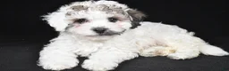 Cavapoo dogs for sale: Tara - Ad 2