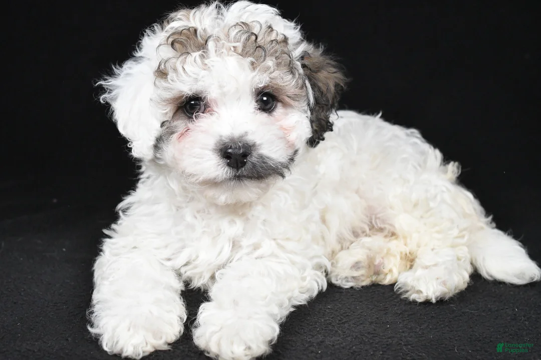 Cavapoo dogs for sale: Tara - Ad 2
