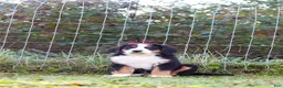 Bernese Mountain Dog dogs for sale: Sarah - Ad 7