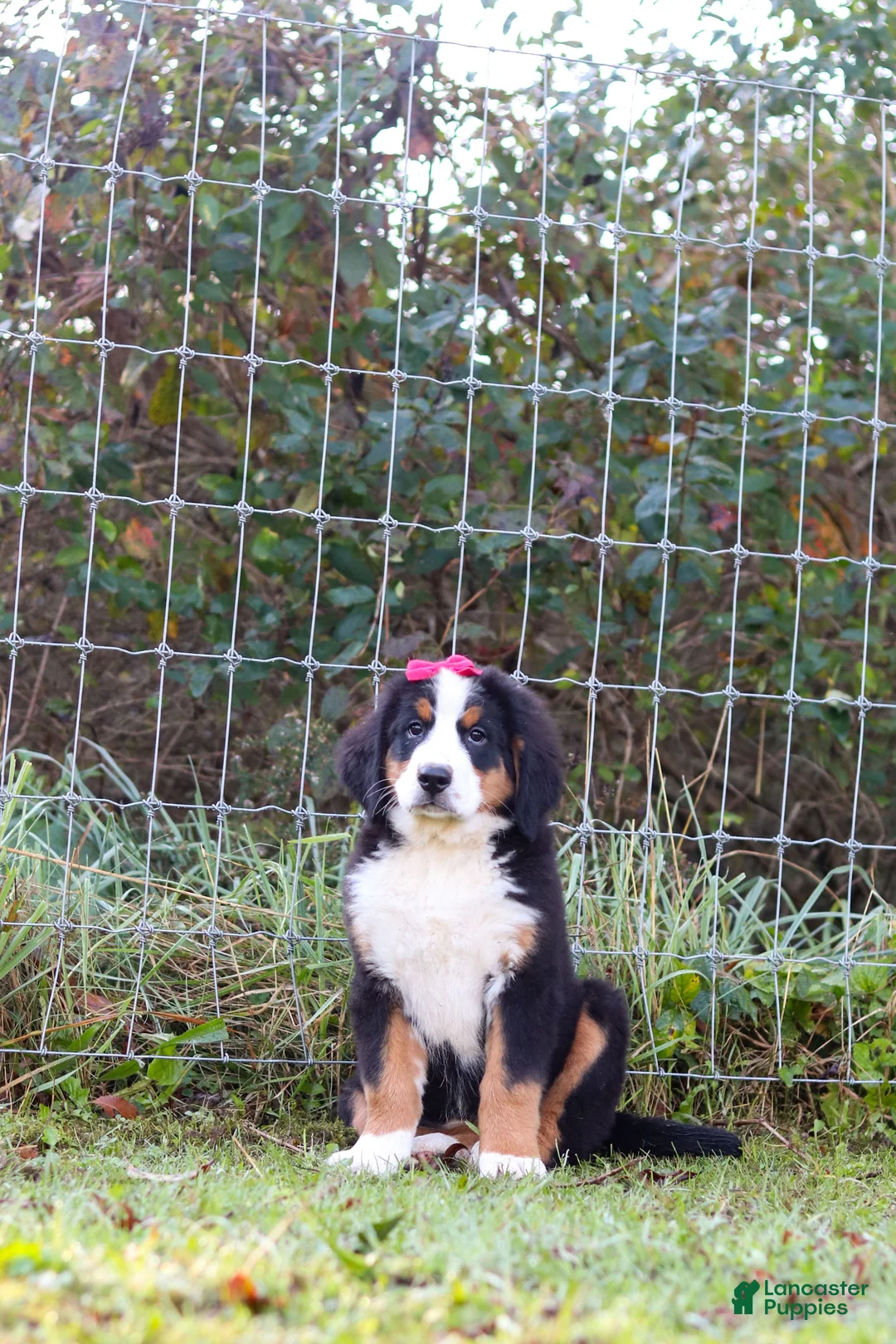 Bernese Mountain Dog dogs for sale: Sarah - Ad 7