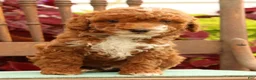 Miniature Poodle dogs for sale: Sawyer - Ad 7