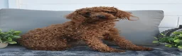 Havapoo dogs for sale: Twinkle - Ad 7