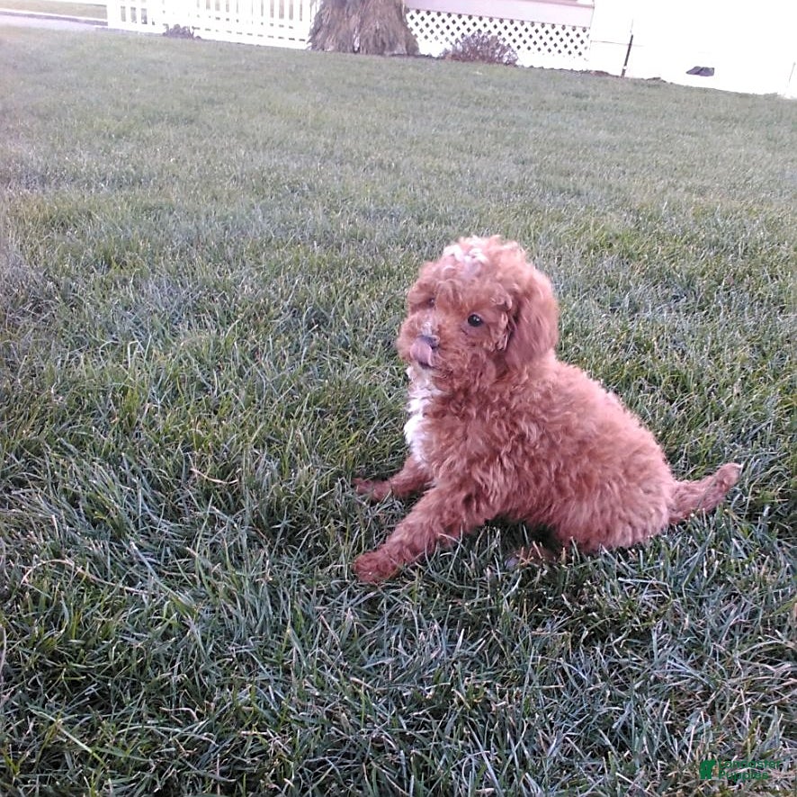 Mini Goldendoodle dogs Derrick - Ad 33