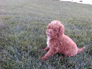 Mini Goldendoodle dogs Derrick - Ad 33