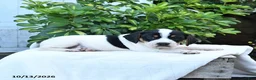 Mixed Breed dogs for sale: Baxter - Ad 5