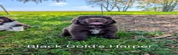 Newfoundland dogs for sale: Harper - Ad 5