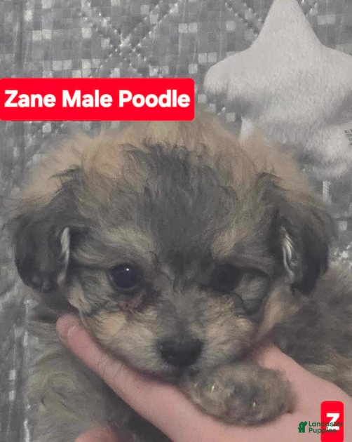 Toy Poodle dogs Zane - Ad 2