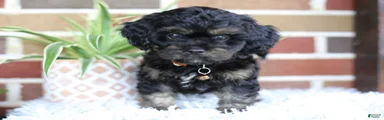 Teddy