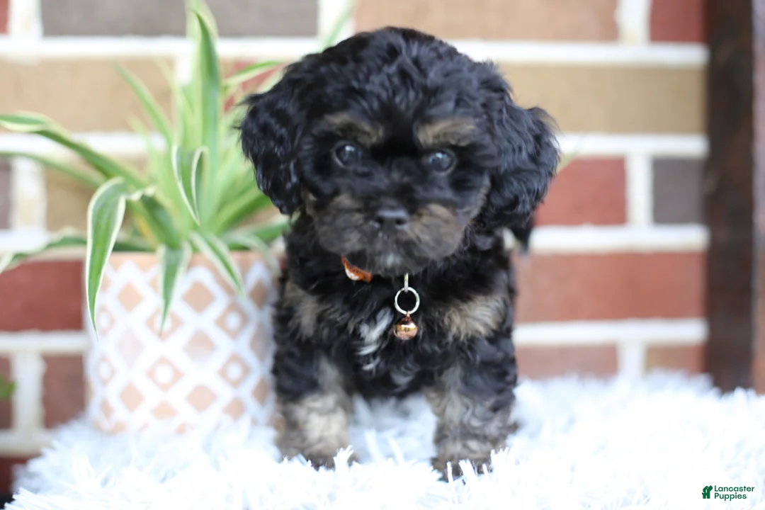 Cavapoo dogs for sale: Teddy - Ad 1