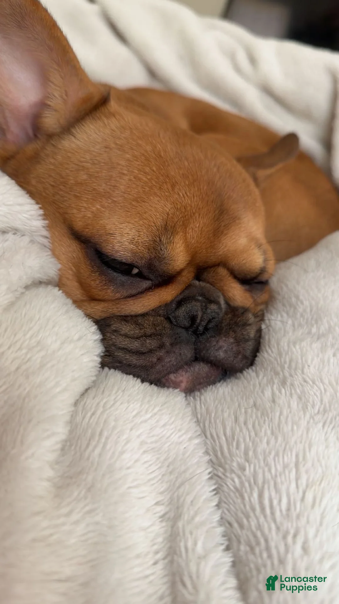 French Bulldog dogs for sale: Daisy Lu  - Ad 9